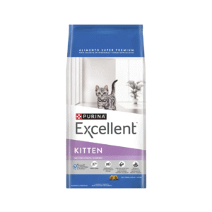 Excellent Gato Kitten